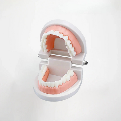 Dental Practice Model