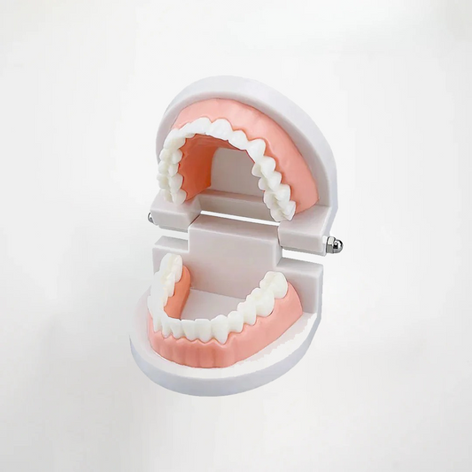 Dental Practice Model