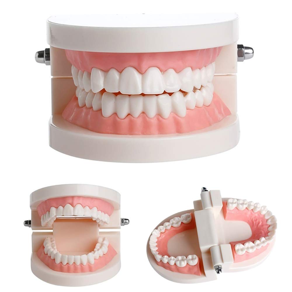Dental Practice Model