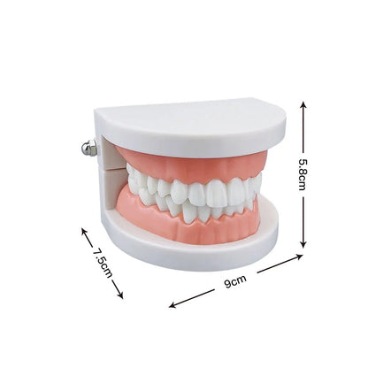 Dental Practice Model