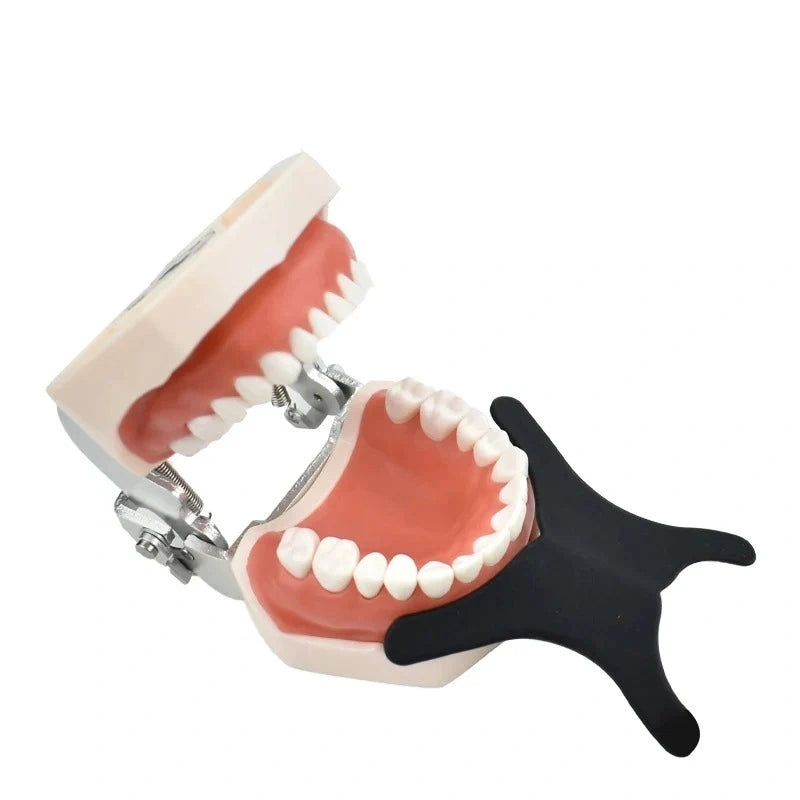 Dental contraster placed in dental model for anterior photography.